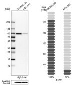 Anti-STAT1 antibody produced in rabbit Ab1, Prestige Antibodies&#174; Powered by Atlas Antibodies, affinity isolated antibody, buffered aqueous glycerol solution