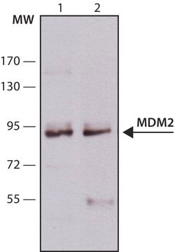 Monoclonal Anti-MDM2 antibody produced in mouse clone SMP14, ascites fluid