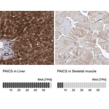 Anti-PAICS antibody produced in rabbit Prestige Antibodies&#174; Powered by Atlas Antibodies, affinity isolated antibody, buffered aqueous glycerol solution