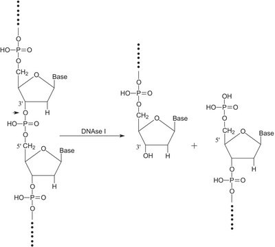 Deoxyribonuclease I from bovine pancreas Type IV, lyophilized powder, &#8805;2,000&#160;Kunitz units/mg protein