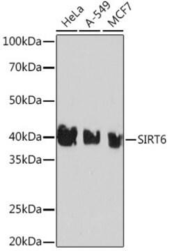 Anti-SIRT6 Antibody, clone 1D0L6, Rabbit Monoclonal