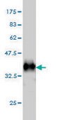 Monoclonal Anti-KCNA3 antibody produced in mouse clone 1D8, purified immunoglobulin, buffered aqueous solution