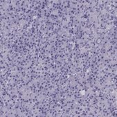 Anti-KCNF1 Prestige Antibodies&#174; Powered by Atlas Antibodies, affinity isolated antibody