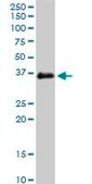 Monoclonal Anti-FCGR2B antibody produced in mouse clone 1A9, ascites fluid, solution