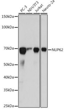 Anti-NUP62 antibody produced in rabbit