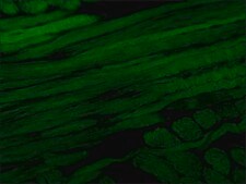 Anti-Myosin (Skeletal, Fast) antibody, Mouse monoclonal clone MY-32, purified from hybridoma cell culture