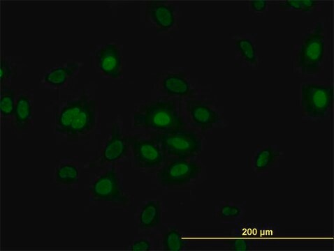 Monoclonal Anti-PLK1 antibody produced in mouse clone 4G11, purified immunoglobulin, buffered aqueous solution