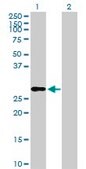 Anti-IGF2 antibody produced in rabbit purified immunoglobulin, buffered aqueous solution