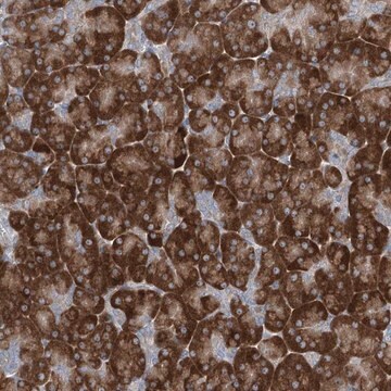 Anti-PLA2G12A antibody produced in rabbit Prestige Antibodies&#174; Powered by Atlas Antibodies, affinity isolated antibody, buffered aqueous glycerol solution