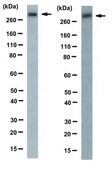 Anti-von Willebrand factor (vWF) Antibody, clone IIIE2.34 clone IIIE2.34, from mouse
