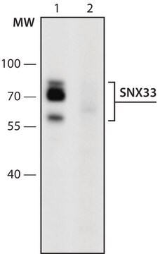 Anti-SNX33 (161-175) antibody produced in rabbit IgG fraction of antiserum