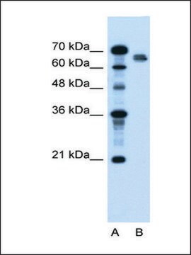 Anti-NR5A2 antibody produced in rabbit IgG fraction of antiserum