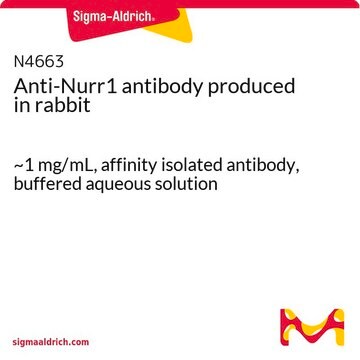 Anti-Nurr1 antibody produced in rabbit ~1&#160;mg/mL, affinity isolated antibody, buffered aqueous solution