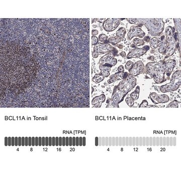 Anti-BCL11A antibody produced in rabbit Prestige Antibodies&#174; Powered by Atlas Antibodies, affinity isolated antibody, buffered aqueous glycerol solution