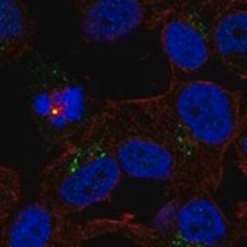 Anti-TRPM1 antibody produced in rabbit Prestige Antibodies&#174; Powered by Atlas Antibodies, affinity isolated antibody, buffered aqueous glycerol solution