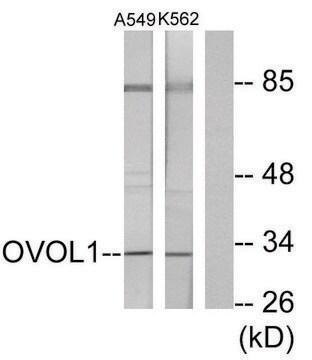 Anti-OVOL1 antibody produced in rabbit affinity isolated antibody