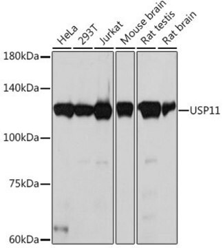 Anti-USP11 antibody produced in rabbit
