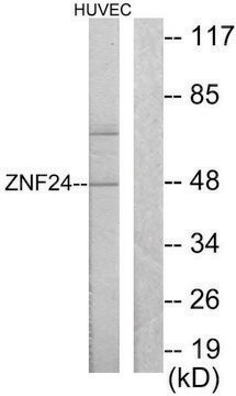 Anti-ZNF24, N-Terminal antibody produced in rabbit affinity isolated antibody