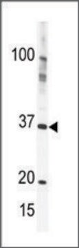 Anti-PRKY (C-term) antibody produced in rabbit IgG fraction of antiserum, buffered aqueous solution