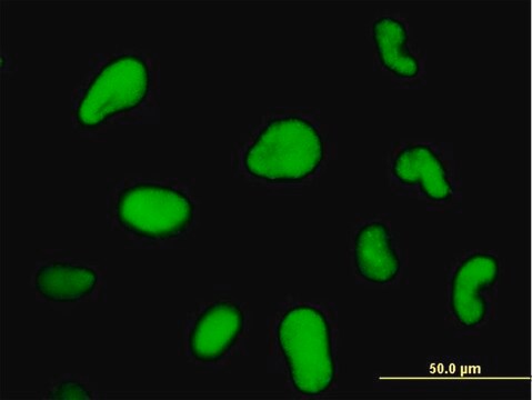 ANTI-ZNF207 antibody produced in mouse clone 5G6, purified immunoglobulin, buffered aqueous solution