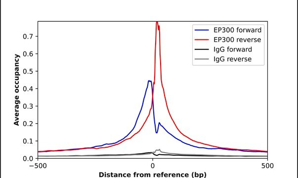 Anti-EP300 antibody produced in rabbit Ab1, Prestige Antibodies&#174; Powered by Atlas Antibodies, affinity isolated antibody, buffered aqueous glycerol solution
