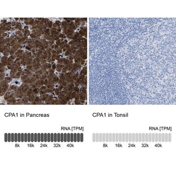 Anti-CPA1 antibody produced in rabbit affinity isolated antibody, buffered aqueous glycerol solution