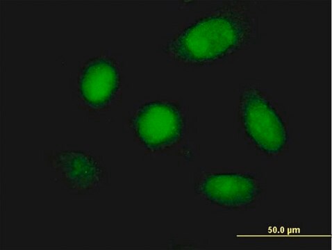 Monoclonal Anti-DUSP5 antibody produced in mouse clone 2F3, purified immunoglobulin, buffered aqueous solution