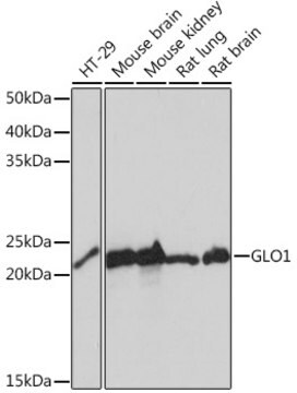 Anti-GLO1 Antibody, clone 3G6Q1, Rabbit Monoclonal