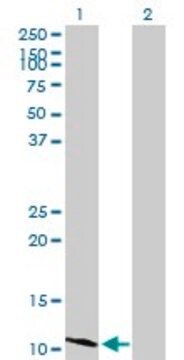 Anti-HSD17B12 antibody produced in mouse purified immunoglobulin, buffered aqueous solution