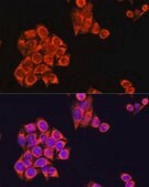 Anti-Cox2 antibody produced in rabbit