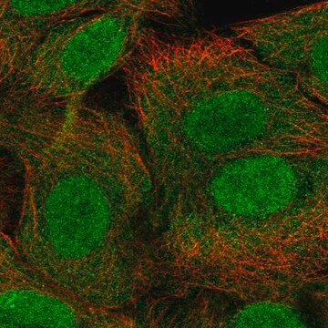 Anti-Foxr1 Antibody Produced In Rabbit Prestige Antibodies&#174; Powered by Atlas Antibodies, affinity isolated antibody, buffered aqueous glycerol solution