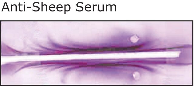 Anti-Sheep Serum antibody produced in rabbit whole antiserum