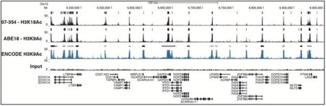 ChIPAb+ Acetyl-Histone H3 (Lys18) - ChIP Validated Antibody and Primer Set serum, from rabbit