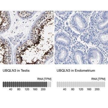 Anti-UBQLN3 antibody produced in rabbit Prestige Antibodies&#174; Powered by Atlas Antibodies, affinity isolated antibody, buffered aqueous glycerol solution