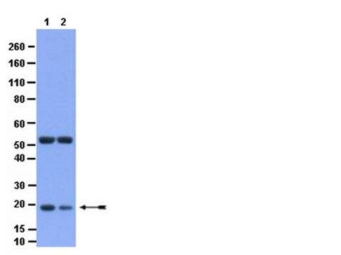 Anti-Phospho-Bid (Ser65) Antibody from rabbit, purified by affinity chromatography