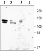 Anti-Potassium Channel Kv10.1 (EAG-1) antibody produced in rabbit affinity isolated antibody, lyophilized powder