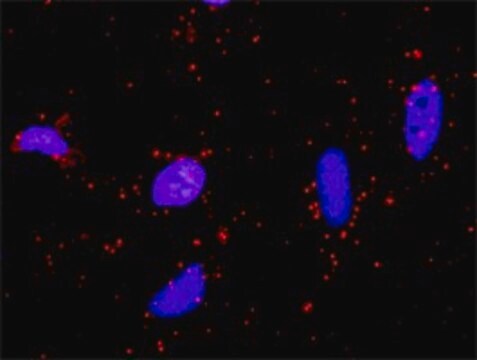 Anti-STK36 antibody produced in rabbit purified immunoglobulin, buffered aqueous solution