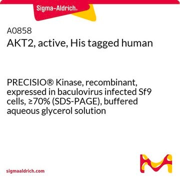 AKT2, active, His tagged human PRECISIO&#174; Kinase, recombinant, expressed in baculovirus infected Sf9 cells, &#8805;70% (SDS-PAGE), buffered aqueous glycerol solution