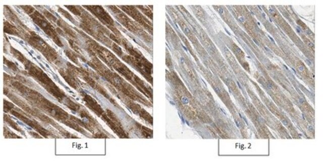 Anti-Myostatin Antibody, Near CT from rabbit, purified by affinity chromatography