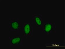 Anti-LITAF antibody produced in mouse purified immunoglobulin, buffered aqueous solution
