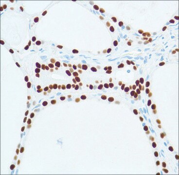 Anti-Thyroid Transcription Factor-1 antibody, Rabbit monoclonal recombinant, expressed in proprietary host, clone SP141, affinity isolated antibody