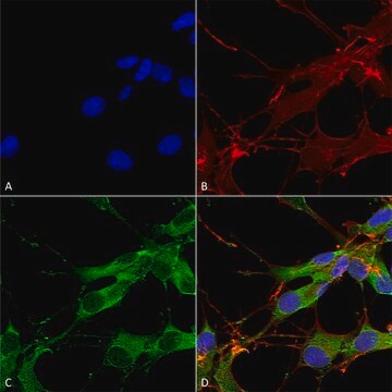 Monoclonal Anti-Fgfa/Fhfa (Pan) antibody produced in mouse clone S235-22, purified immunoglobulin