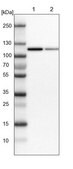 Anti-MTHFD1 antibody produced in rabbit Prestige Antibodies&#174; Powered by Atlas Antibodies, affinity isolated antibody, buffered aqueous glycerol solution