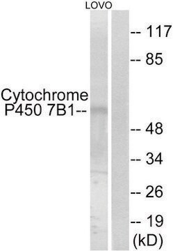 Anti-Cytochrome P450 7B1 antibody produced in rabbit affinity isolated antibody