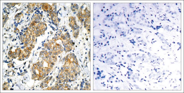 Anti-GSK3A (Ab-21) antibody produced in rabbit affinity isolated antibody