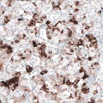 Monoclonal Anti-PRL antibody produced in mouse Prestige Antibodies&#174; Powered by Atlas Antibodies, clone CL6550, purified immunoglobulin, buffered aqueous glycerol solution