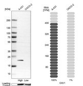 Anti-CAV1 antibody produced in rabbit Prestige Antibodies&#174; Powered by Atlas Antibodies, affinity isolated antibody, buffered aqueous glycerol solution