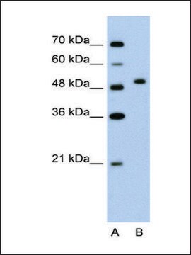 Anti-FLJ14213 antibody produced in rabbit IgG fraction of antiserum