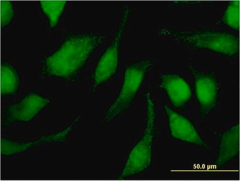 Monoclonal Anti-TRIM47, (C-terminal) antibody produced in mouse clone 3C8, purified immunoglobulin, buffered aqueous solution