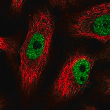 Anti-PHF12 antibody produced in rabbit Prestige Antibodies&#174; Powered by Atlas Antibodies, affinity isolated antibody